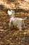 West Highland White Terrier, Looking At A Bird During His Morning Walk. November 14, 2015. Animals, Nature, Travel, Landscapes.