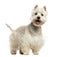 West Highland White Terrier panting, looking happy, 18 months