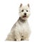 West Highland White Terrier panting, sitting, 18 months old