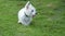 West highland white terrier in the park