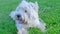 West Highland White Terrier playing