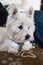 West Highland white terrier portrait