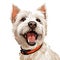 West Highland White Terrier portrait over white background