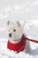 West highland white terrier with pullover in the snow