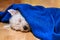 West highland white terrier, pup sleeping