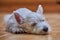 West highland white terrier, pup sleeping