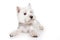 West Highland White Terrier puppy