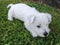 West highland white terrier puppy resting on grass lawn