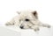 West highland white terrier relaxing in big white cube