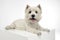 West highland white terrier relaxing in a big white cube