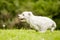 West Highland White Terrier running across the grass