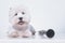 West Highland White Terrier small white dog lies next to clarinet