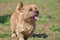 West Highland White Terrier with sticking out tongue