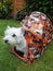 West Highland White Terrier in a Tent