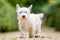West Highland White Terrier walking along a path.