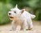 West Highland White Terrier walking along a path with mouth open