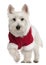 West Highland White Terrier wearing Santa outfit