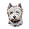 West Highland White Terrier or Westie dog breed portrait isolated on white. Digital art illustration, watercolor drawing of hand