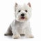 West Highland White Terrier, westie dog close up portrait isolated on white background. Cute pet, loyal friend,