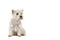 West highland white terrier or westie dog sitting looking to the