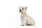 West highland white terrier or westie dog sitting looking up see