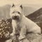 West Highland White Terrier, Westie, old vintage retro postcard style, close-up portrait, cute dog