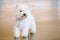 West Highland White Terrier, Westy, Dog