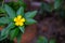 West India holly, Close up of yellow alder. yellow Sage rose.