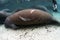 West India Manatee Injured by a Boater