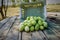 West Indian Gherkin Cucumis Anguria, Burr Cucumber, Maxixe