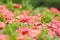 West Indian Jasmine flower flower blossom in a garden. red spike flower. King Ixora blooming-image 02