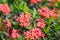 West Indian Jasmine flower flower blossom in a garden. red spike flower. King Ixora blooming-image 06