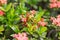 West Indian Jasmine flower flower blossom in a garden. red spike flower. King Ixora blooming-image