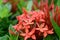 West Indian Jasmine flowers or Red spike flowers with green leaves  background.