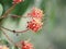 West Indian Jasmine Ixora orange flower in garden on blurred of nature background