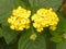 West Indian lantana flowers