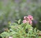 West Indian Lantana, Yellow pink flower Lantana camara, Verbenaceae blooming in garden on blurred of nature background