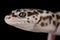 West Indian leopard gecko Eublepharis fuscus