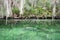 West Indian Manatee, Blue Spring, Florida, USA