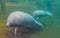 West indian manatee mother with calf, tropical sea cow specie from America