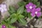 West Indian periwinkle beautiful blooming purple flowers