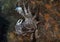 A West Indian Spiny Spider Crab (Mithrax spinosissimus) in Cozumel