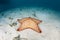 West Indian Starfish