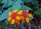 West indian wild Lantana camara Plant Flower