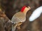 West Indian Woodpecker close-up