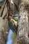 West Indian Woodpecker Melanerpes superciliaris bird