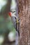 West Indian Woodpecker Melanerpes superciliaris, endemic Cuban bird