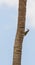 West Indian Woodpecker on a palm tree