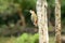 West Indian Woodpecker on a tree in Cuba