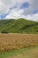 West Indies, Caribbean, Antigua, St Mary, Cades Bay, Antigua Black Pineapple Field